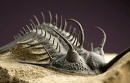 trilobites