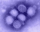 virus gripe a