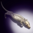 yanoconodon allini 1