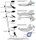 yanoconodon allini 3