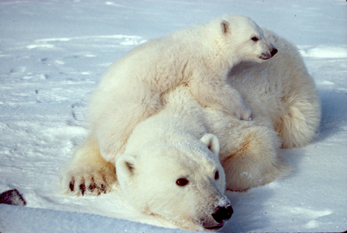 Osos polares que no necesitan hielo para sobrevivir Revista NUVE