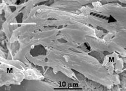 Resultado de imagen de Frances Westall, del CNRS francÃ©s, y sus colaboradores han analizado unos tapetes microbianos fÃ³siles encontrados en el cinturÃ³n Barberton Greenstone sudafricano