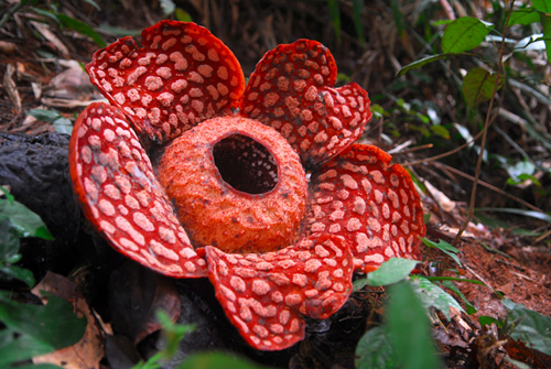 parazita rafflesia)